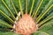 cycas palm