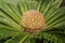 Cycas Palm with a large Seed in it\'s center