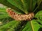 Cycas palm with male seeds