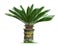 Cycas palm tree