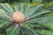 Cycas Pectinata in Jardim Municipal de Funchal, Madeira