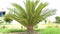 Cycas plant genus