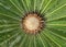 Cycas plant vegetation closeup