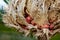 Cycas reproductive parts female cone and seeds