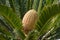 Cycas revoluta. Detail of central core fruit cone. Sago palm tree