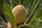 Cycas revoluta. Detail of central core fruit pine cone. Sago palm tree