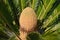 Cycas revoluta. Detail of central core fruit pine cone. Sago palm tree