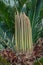 Cycas revoluta detail of spring foliation. Vertical new leaves