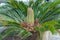 Cycas revoluta detail of spring foliation. Vertical new leaves,horizontal adult leaves