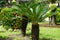 Cycas Revoluta in the garden. Also called pakis haji, Cycas revoluta, Sotetsu, sago palm