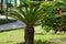 Cycas Revoluta in the garden. Also called pakis haji, Cycas revoluta, Sotetsu, sago palm