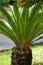 Cycas Revoluta in the garden. Also called pakis haji, Cycas revoluta, Sotetsu, sago palm