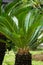 Cycas Revoluta in the garden. Also called pakis haji, Cycas revoluta, Sotetsu, sago palm