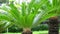 Cycas Revoluta in the garden. Also called pakis haji, Cycas revoluta, Sotetsu, sago palm