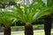 Cycas Revoluta in the garden. Also called pakis haji, Cycas revoluta, Sotetsu, sago palm