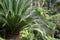 Cycas revoluta in the Monte Garden
