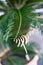 Cycas revoluta palm tree cycadaceae from southeast asia japan