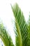 Cycas revoluta palm tree cycadaceae from southeast asia japan