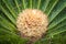 Cycas Revoluta plant