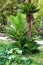 Cycas Revoluta plant in the garden