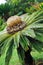 Cycas revoluta (sago cycad) - botanical garden Fun