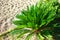 Cycas revoluta Sago Palm blooming in sand in Lisbon Park Portugal