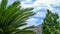 Cycas revoluta, sago palm, on blue sky blur background
