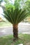 Cycas revoluta sago palm, king sago, sago cycad, Japanese sago palm