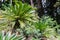 Cycas revoluta sago palm, king sago, sago cycad, Japanese sago palm in botanical garden
