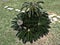 Cycas revoluta or Sago palm or King sago or Sago cycad or Japanese sago palm at Nakagusuku-jo Site in Japan.