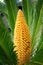 Cycas revoluta. Summer background design with palm blooming. Green palm tree stands on the beach. Vertical view