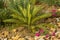 Cycas revulata in a flower bed