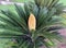 Cycas or sago palm latin- Cycas revoluta genus of ancient plants