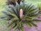 Cycas or sago palm latin- Cycas revoluta genus of ancient plants