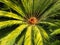 Cycas sphaerica plant closeup