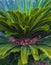 Cycas tree. green plant of Cycas Palm