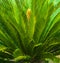 Cycas tree. green plant of Cycas Palm