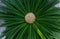 Cycas tree or japanese sago palm with green feather like leaves and large round strobilus in the middle.