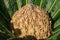 Cycas tree or japanese sago palm with green feather like leaves and large strobilus in the middle. Side view.