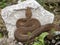 Cyclades blunt-nosed, Macrovipera schweizeri, is Europe`s largest poisonous snake