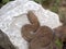 Cyclades blunt-nosed, Macrovipera schweizeri, is Europe`s largest poisonous snake