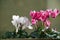 Cyclamen