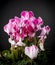 Cyclamen