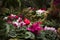 Cyclamen is an alpine violet. Many pink, white and red cyclamens in the botanical garden are for sale. Bright and beautiful indoor