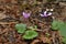 Cyclamen alpinum in autumn