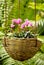 Cyclamen basket