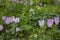 The cyclamen blooming in israel