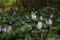 The cyclamen blooming in israel