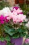 Cyclamen blossom close-up. Delicate pink petal, flowering houseplant in a purple flowerpot. Natural fresh blooming cyclamen