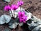 Cyclamen blossomed on the ground in Georgia